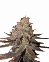 Blueberry Auto Feminised Seeds - 5