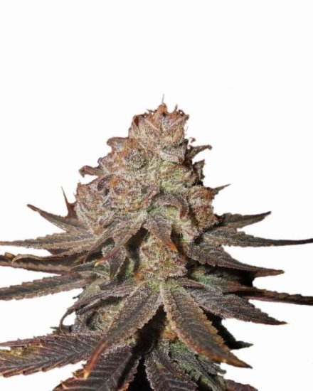 Blueberry Auto Feminised Seeds - 5