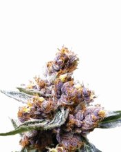 Blueberry Feminised Seeds - 5