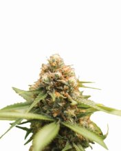 Durban Poison Regular Seeds - 10