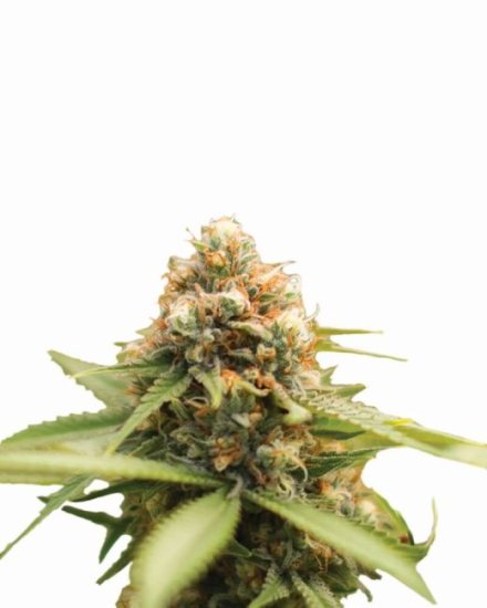 Durban Poison Regular Seeds - 10