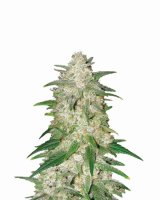 Gelato Auto Feminised Seeds - 5