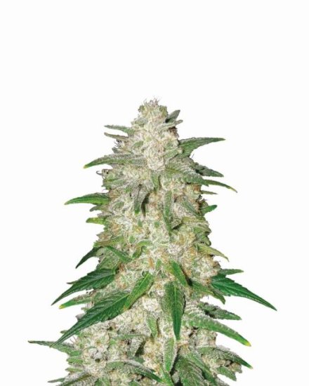 Gelato Auto Feminised Seeds - 5