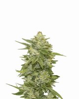 GG-48 Auto Feminised Seeds - 5
