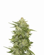 GG-48 Auto Feminised Seeds - 5