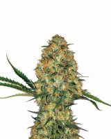 Hindu Kush Auto Feminised Seeds - 5