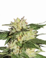 Ice Auto Feminised Seeds - 5
