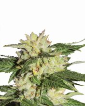Ice Auto Feminised Seeds - 5