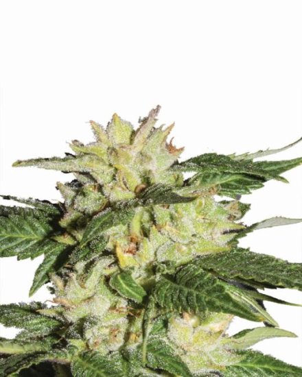 Ice Auto Feminised Seeds - 5