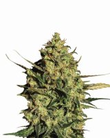 Master Kush Auto Feminised Seeds - 5