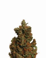 Orange Bud Feminised Seeds - 5