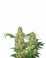 Pure Power Plant Auto Feminised Seeds - 5