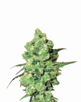 Skunk #1 Regular Seeds - 10