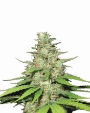 Top 44 Regular Seeds - 10