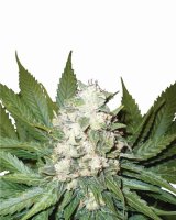 Wonder Woman Auto Feminised Seeds - 5