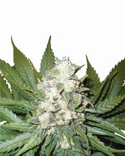 Wonder Woman Auto Feminised Seeds - 5