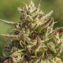 Chingona Fast Feminised Seeds - 5