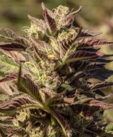 (Bild für) La Jefa Fast Feminised Seeds - 5