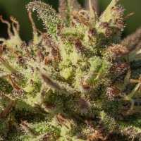 (Bild für) Neon Cowgirl Fast Feminised Seeds - 5