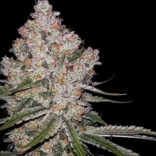 Hazy Voyage Feminised Seeds - 5