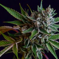 Sour Affie Regular Seeds - 11