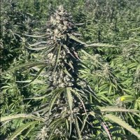 Pillsbury Droboy Feminised Seeds - 5