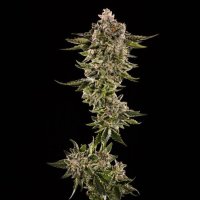 Honey Bird Feminised Seeds - 5
