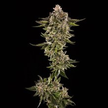 (Bild für) Honey Bird Feminised Seeds - 5