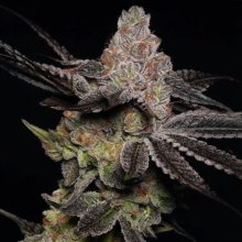 (Bild für) Wonka'S Vineyard Feminised Seeds - 5