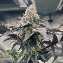 (Bild für) Hasbulla Feminised Seeds - 5