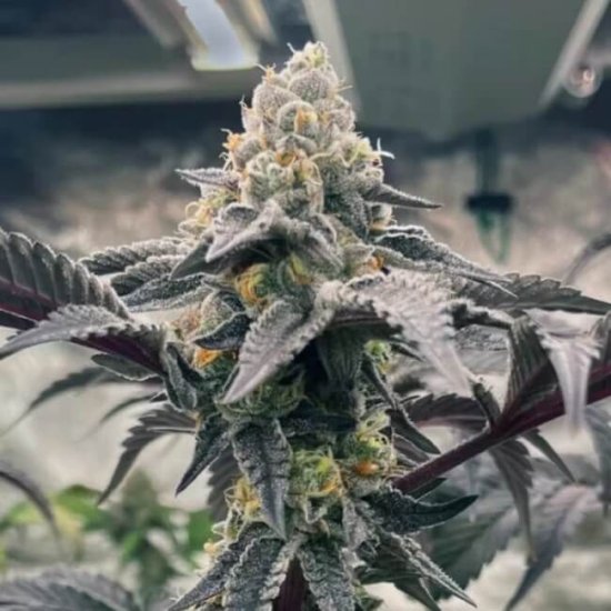 (Bild für) Hasbulla Feminised Seeds - 5