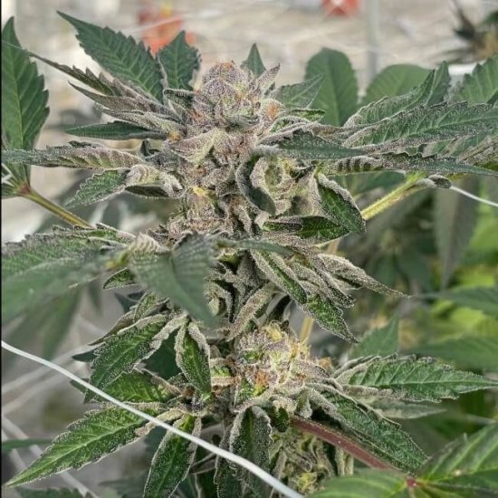 (Bild für) Willy'S Winery Feminised Seeds - 5