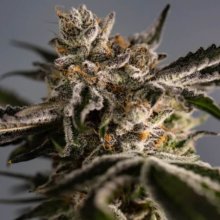 (Bild für) Ice Cold Feminised Seeds - 5