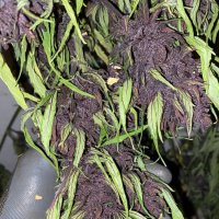 Glu CBD Auto Feminised Seeds - 5