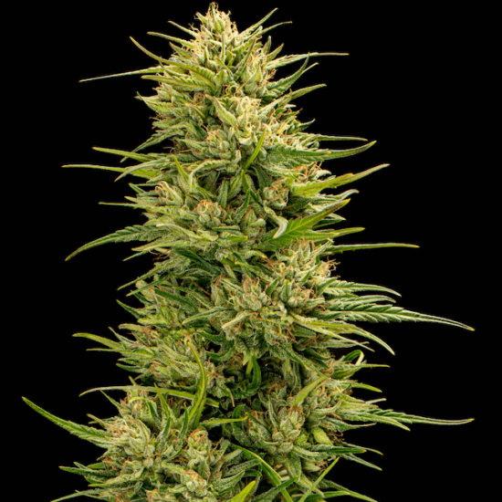 (Bild für) The Don CBD Feminised Seeds - 5