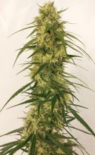 Panama A5 Haze Feminised Seeds - 5