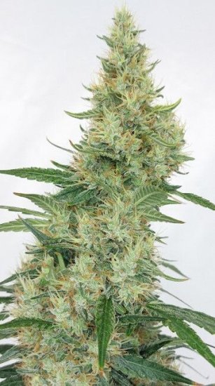 (Bild für) Super Panama Haze Feminised Seeds - 5