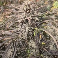 EZ Bake AUTO Feminised Seeds - 5