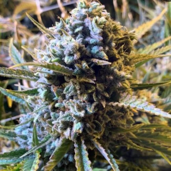 (Bild für) Sour Krout AUTO Feminised Seeds - 5