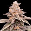 (Bild für) Banana Latte Feminised Seeds - 5