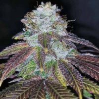 Squirterz Feminised Seeds - 5 (Bild für) Squirterz Feminised Seeds - 5
