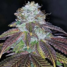 Squirterz Feminised Seeds - 5