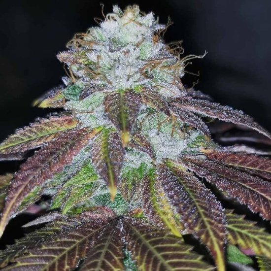Squirterz Feminised Seeds - 5