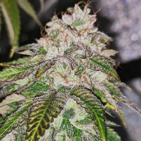 Kuntz 'N' Cream Feminised Seeds - 5