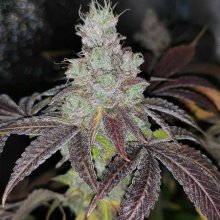 Sour Kuntz Feminised Seeds - 5