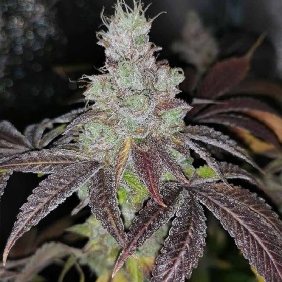 Sour Kuntz Feminised Seeds - 5