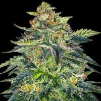 London Cream Cake Auto Feminised Seeds - 5