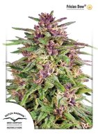 Frisian Dew Feminised Seeds
