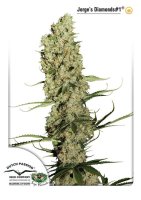 Jorge'S Diamonds #1 Feminised Seeds