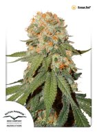 Orange Bud Feminised Seeds